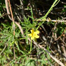 Image of Cucurbitella asperata (Gillies ex Hook. & Arn.) Walp.