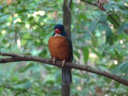 Actenoides monachus monachus (Bonaparte 1850) resmi