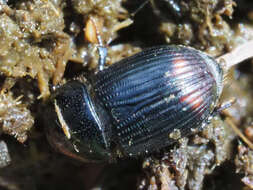 Image of Otophorus