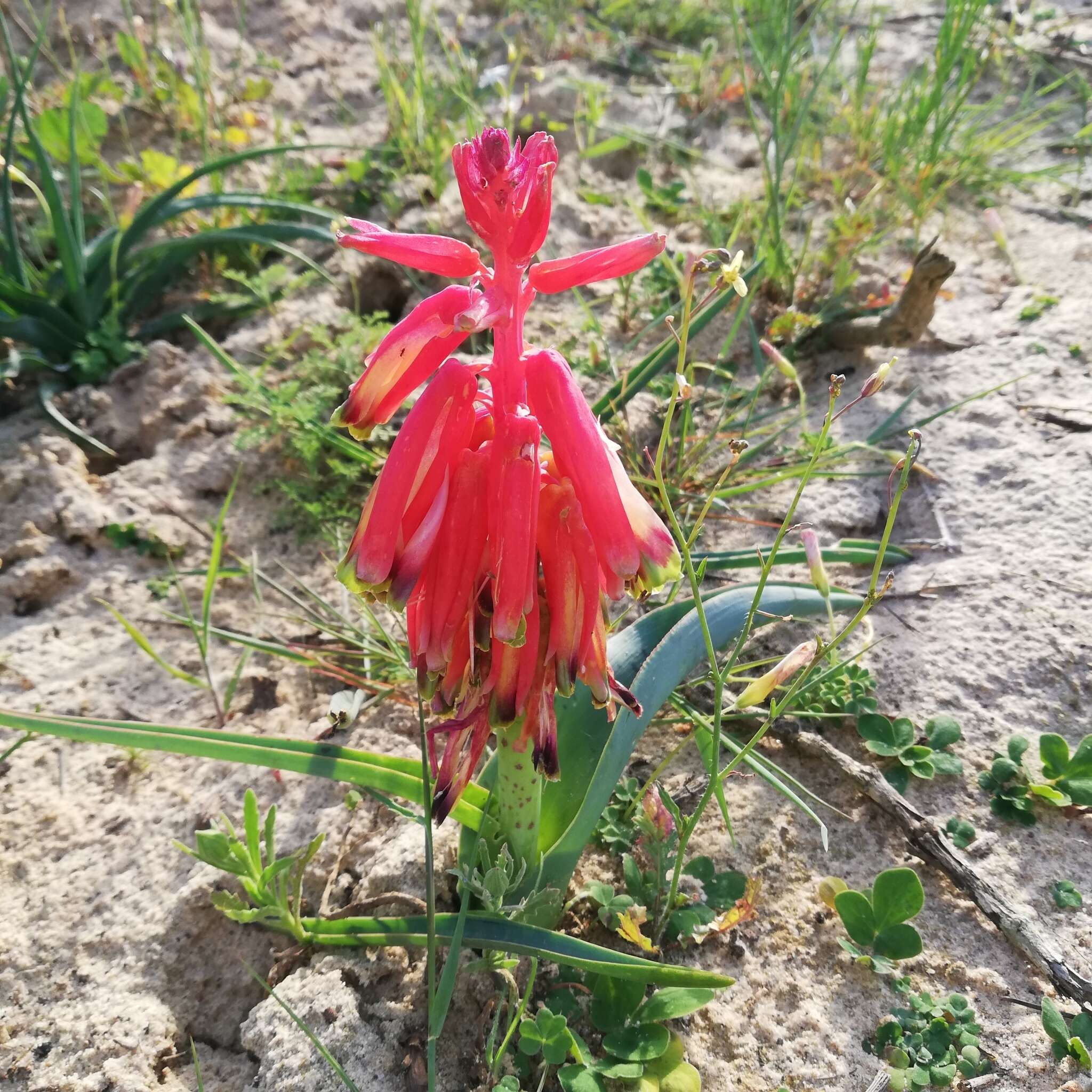 Image of Red Viooltjie