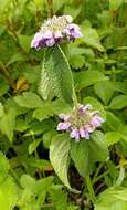 Image of Phlomoides bracteosa (Royle ex Benth.) Kamelin & Makhm.