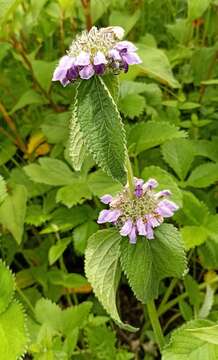 Image of Phlomoides bracteosa (Royle ex Benth.) Kamelin & Makhm.