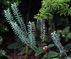 Image of Pimelea orthia C. J. Burrows & Thorsen