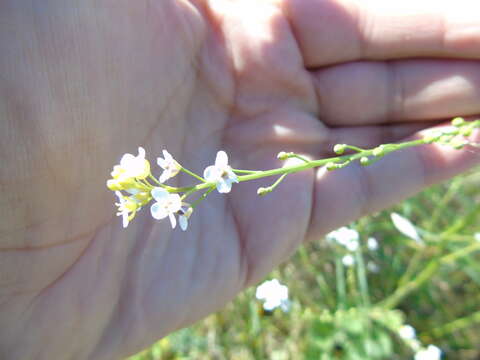 Слика од Crambe hispanica L.