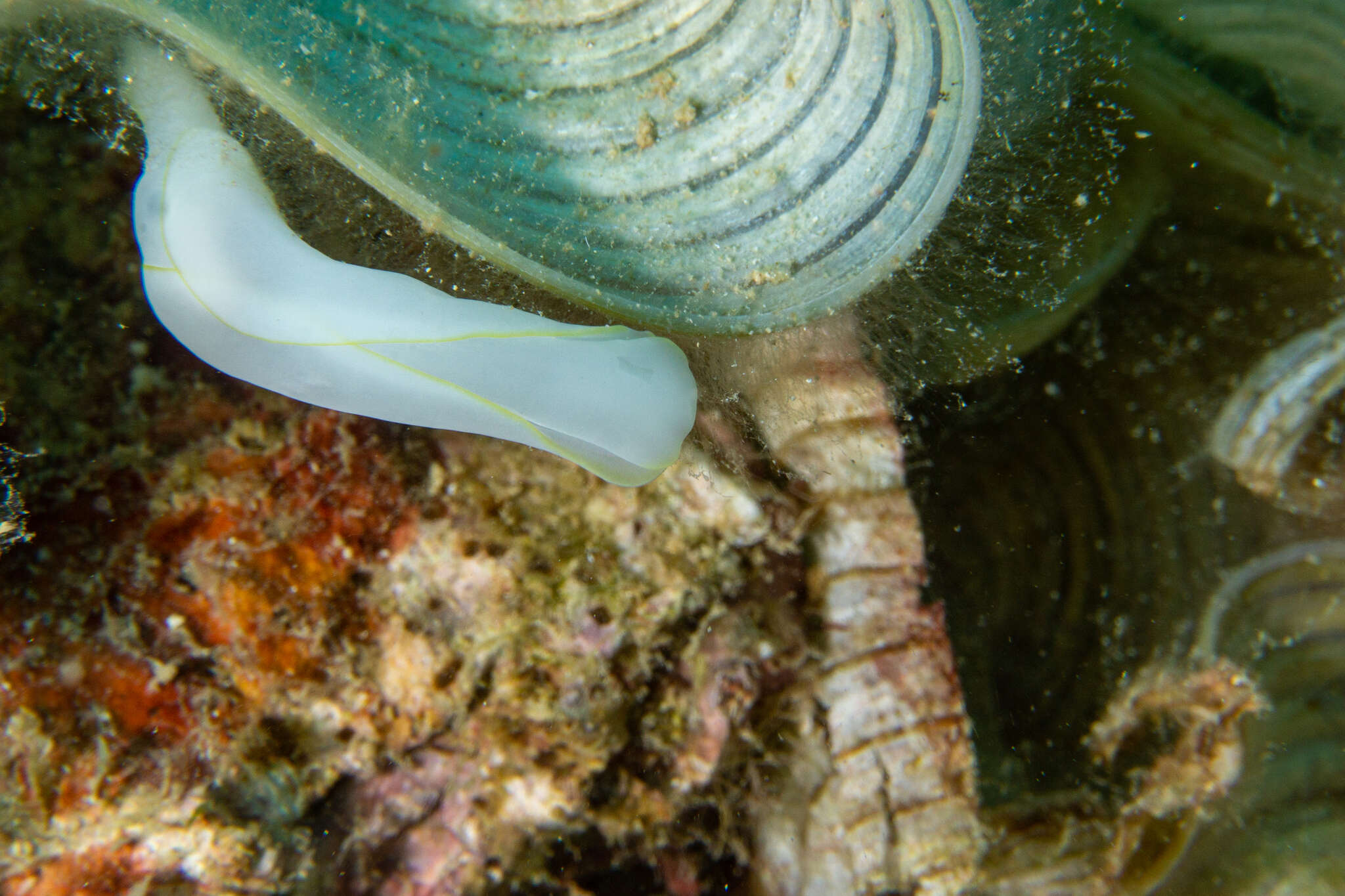 Image of Yellow edged transluscent slug