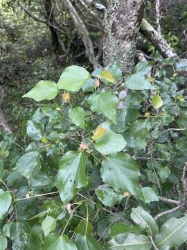 Plancia ëd Dombeya cymosa Harv.