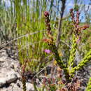 Sivun Erica curtophylla Guthrie & Bolus kuva
