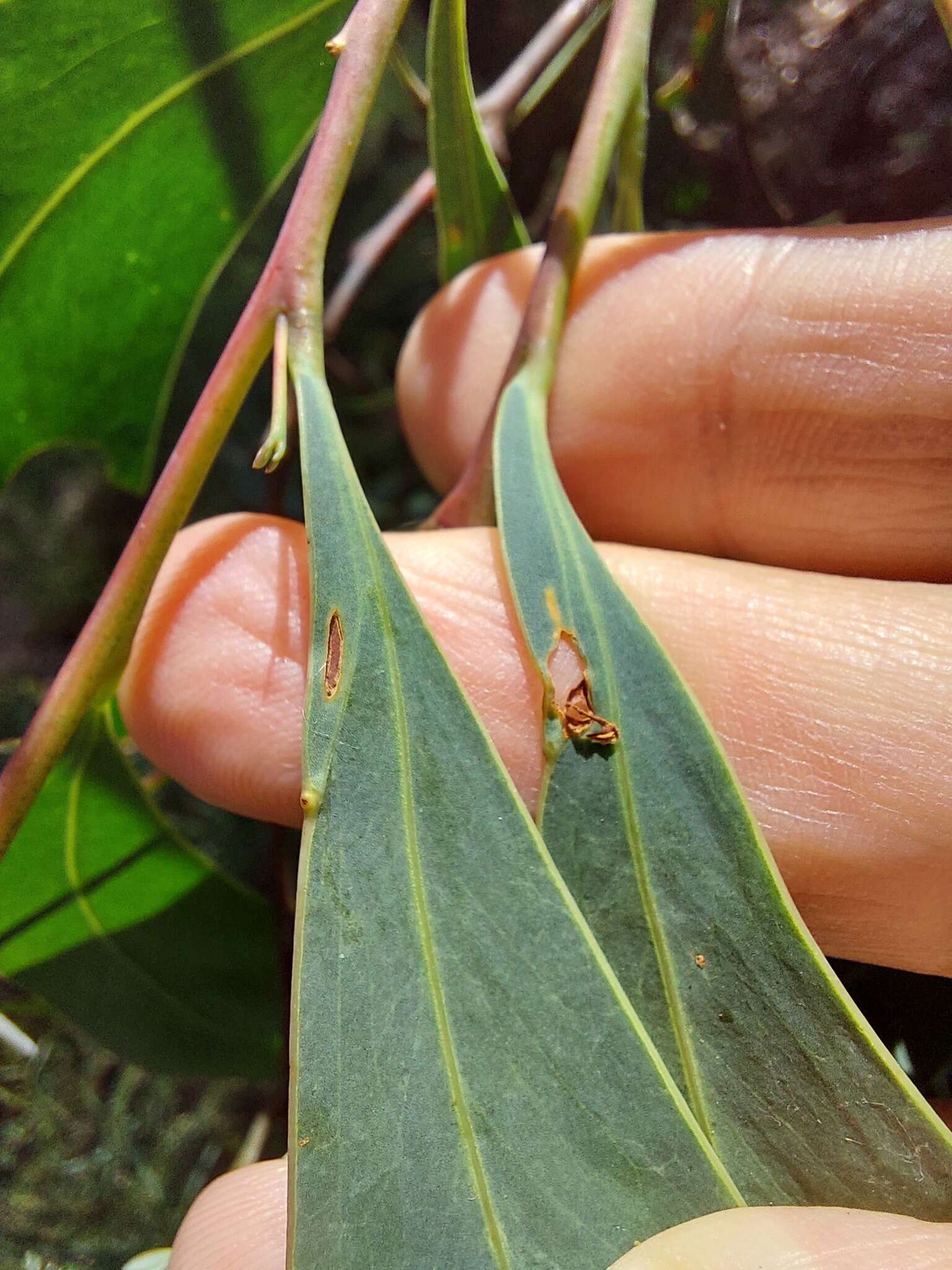 Image of Acacia falciformis DC.