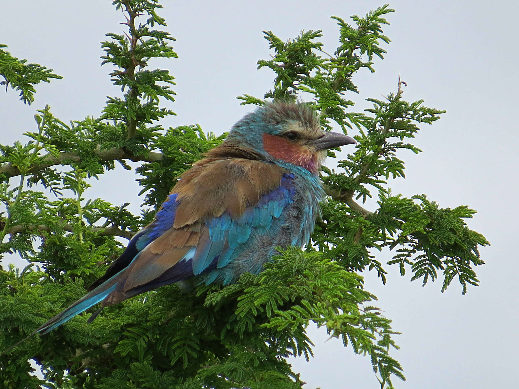 Image de Coracias caudatus lorti Shelley 1885