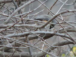 Image of American Titmice