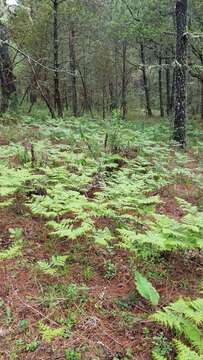 Image of Pteridium feei (W. Schaffn. ex Fée) Faull