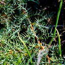 Image of Banksia fraseri var. ashbyi (B. L. Burtt) A. R. Mast & K. R. Thiele