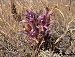 Imagem de Aphyllon californicum subsp. californicum