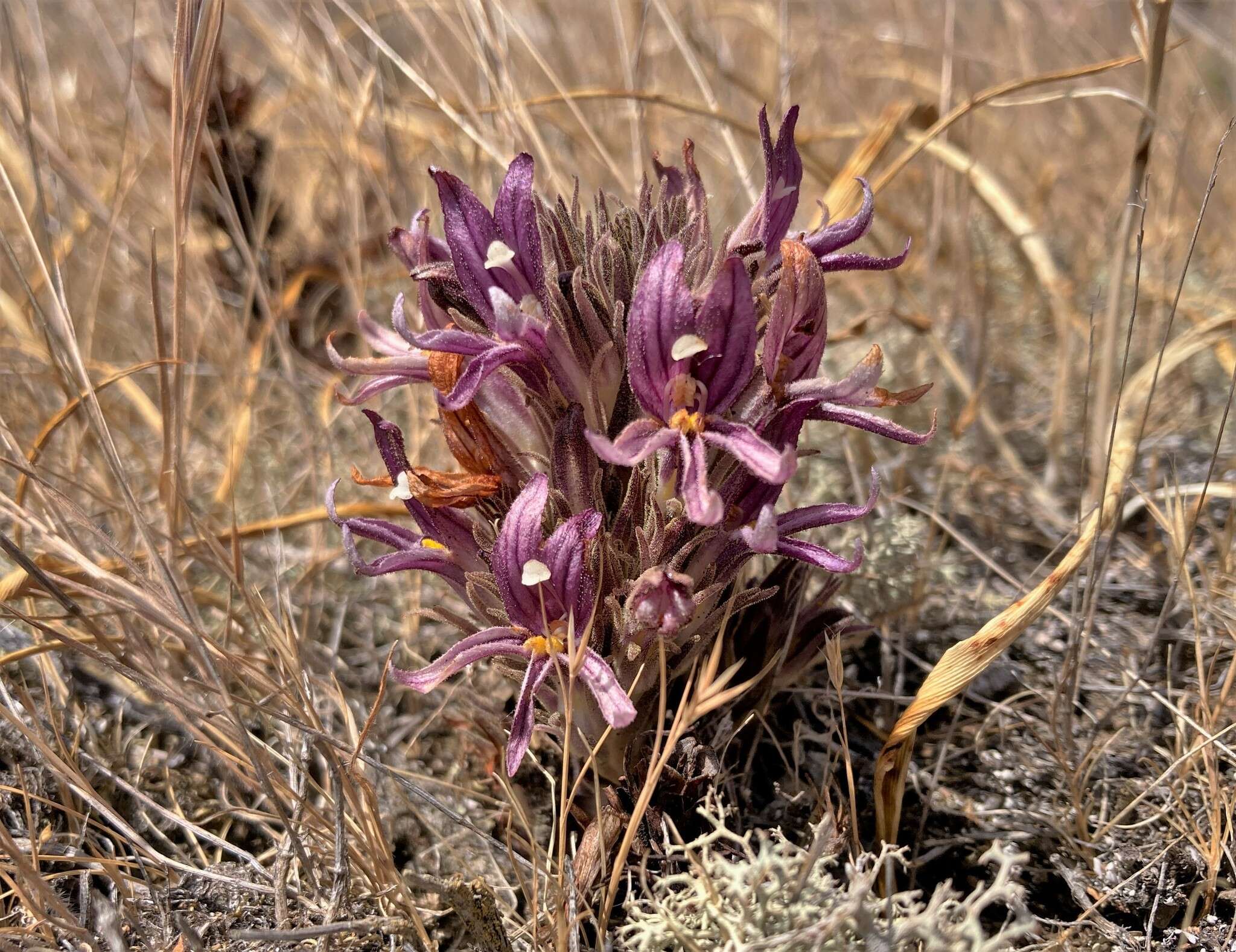 Imagem de Aphyllon californicum subsp. californicum