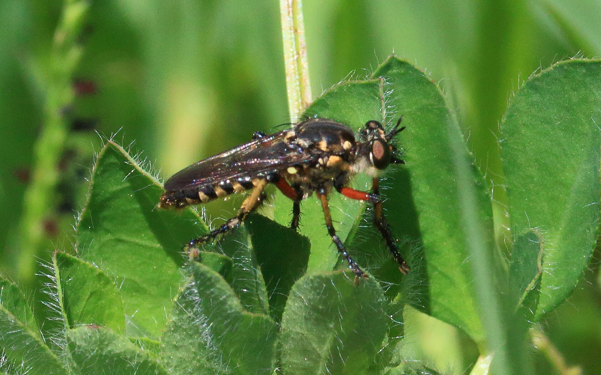 Image of Thereutria amaraca (Walker 1849)