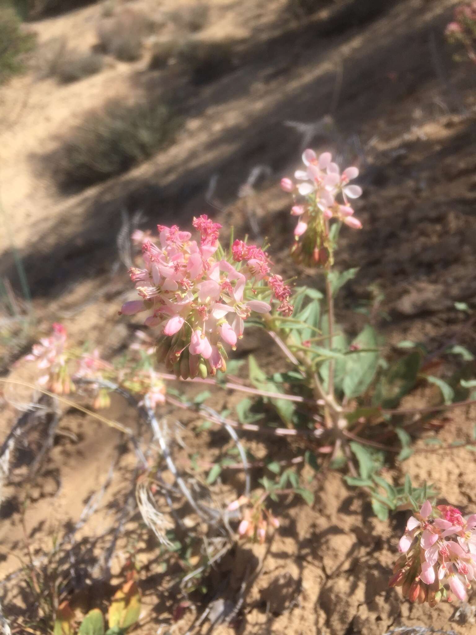 Eremothera boothii (Douglas) W. L. Wagner & Hoch的圖片