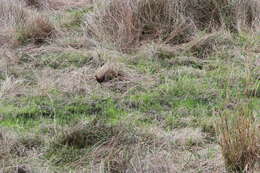 Image of Black-tailed Crake