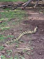 Image of Crotalus totonacus Gloyd & Kauffeld 1940