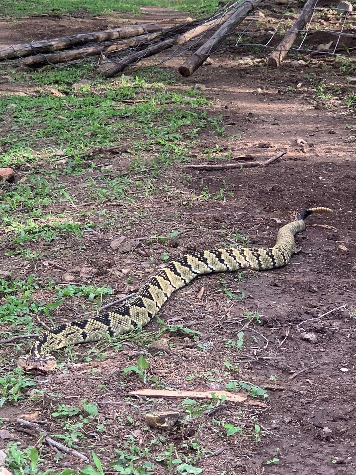 Image of Crotalus totonacus Gloyd & Kauffeld 1940