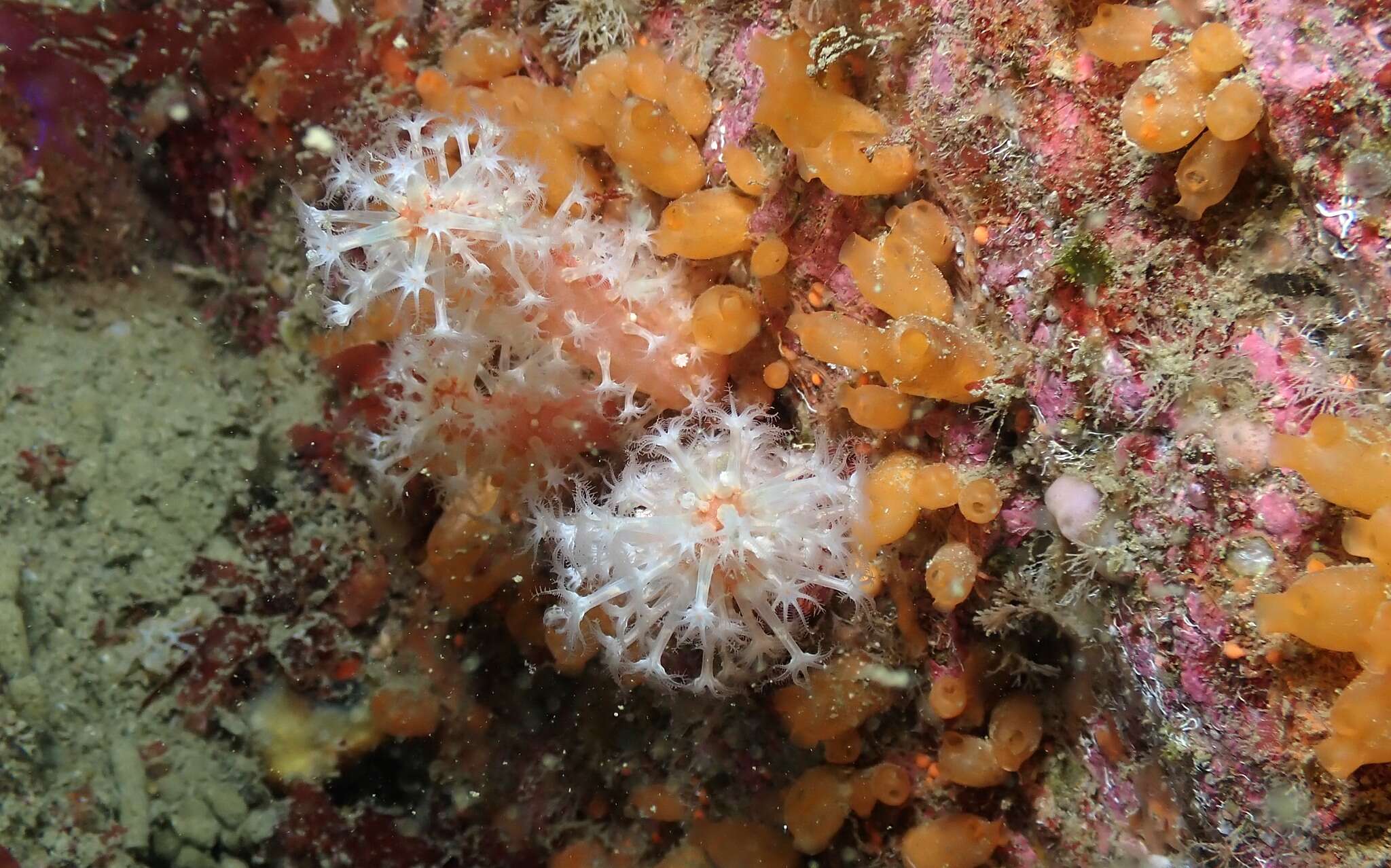 Imagem de Alcyonium glomeratum (Hassall 1843)