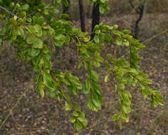 Image of Quinine Bush