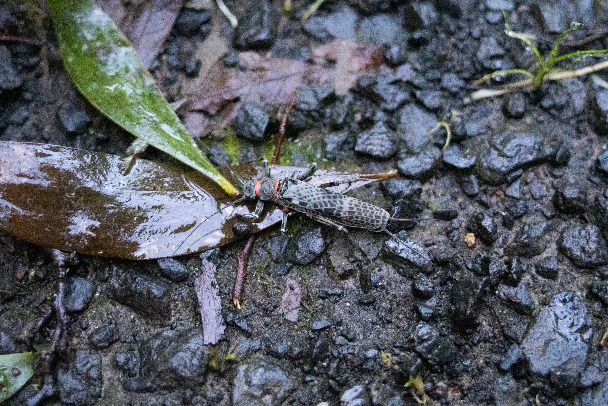 Image of Eusthenia venosa (Tillyard 1921)