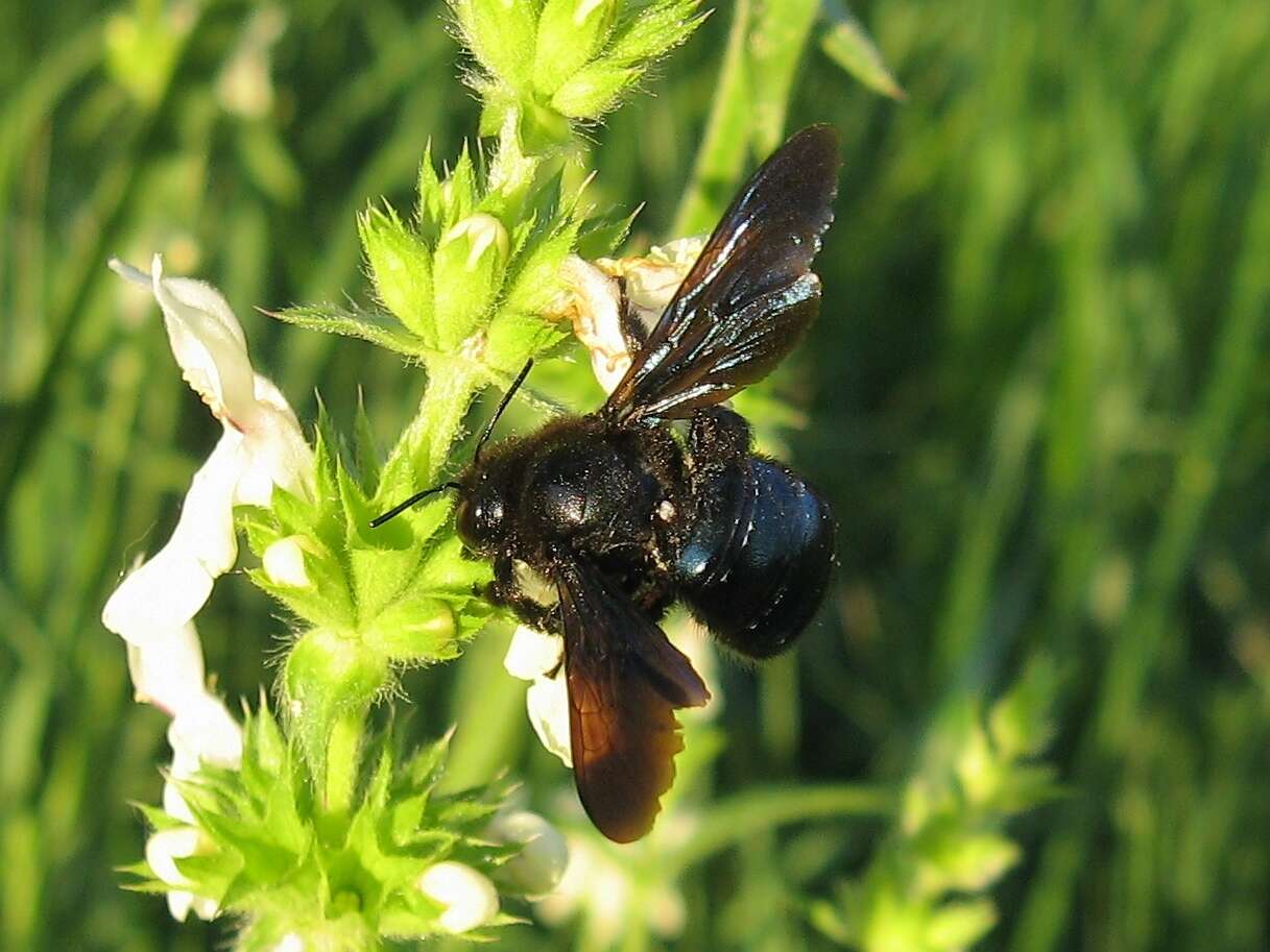 Plancia ëd Xylocopa iris (Christ 1791)