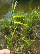 Image of Schweinitz's sedge