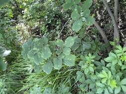 Image of Celtis koraiensis Nakai