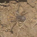 Heteropoda martinae Jäger 2008 resmi