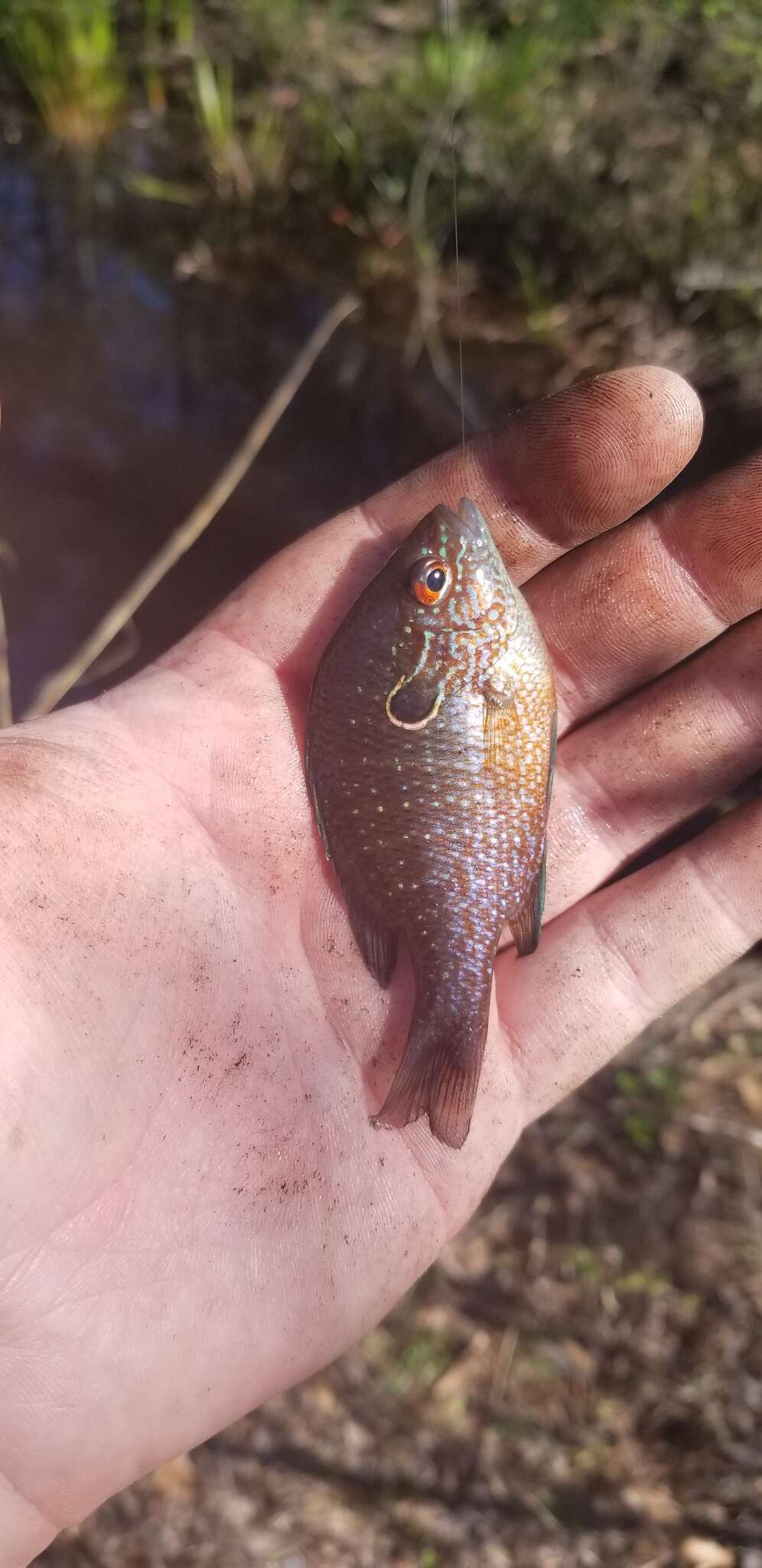 Image of Dollar Sunfish