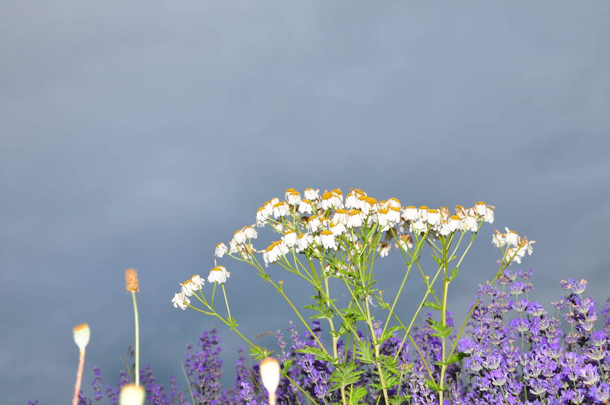 Image of corymbflower tansy