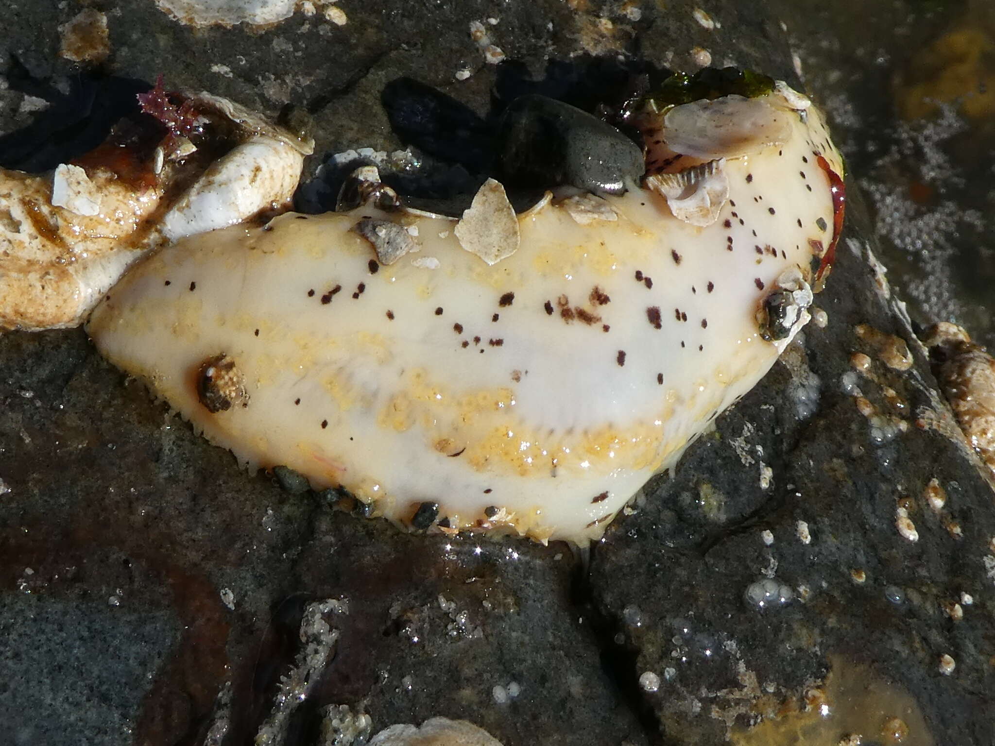 Image of peppered sea cucumber