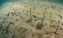 Image of Slender Seagrass
