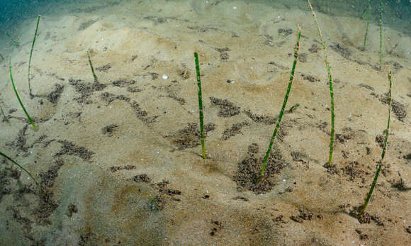 Image of Slender Seagrass