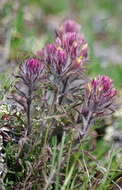 Image of northern Indian paintbrush