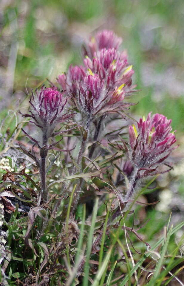 Image of northern Indian paintbrush