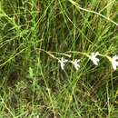 Image de Stylidium pygmaeum R. Br.