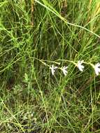 Image de Stylidium pygmaeum R. Br.