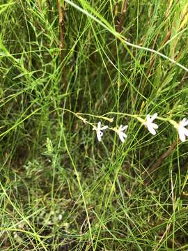 Image de Stylidium pygmaeum R. Br.