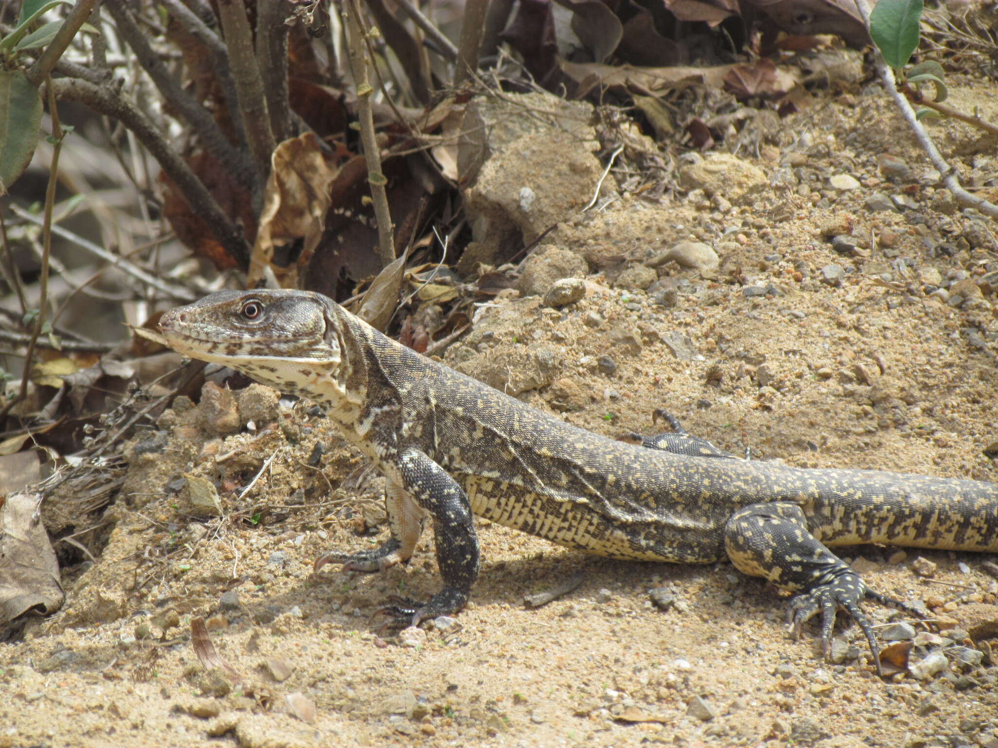 صورة Callopistes flavipunctatus (Duméril & Bibron 1839)