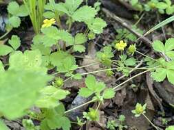 Imagem de Potentilla centigrana Maxim.