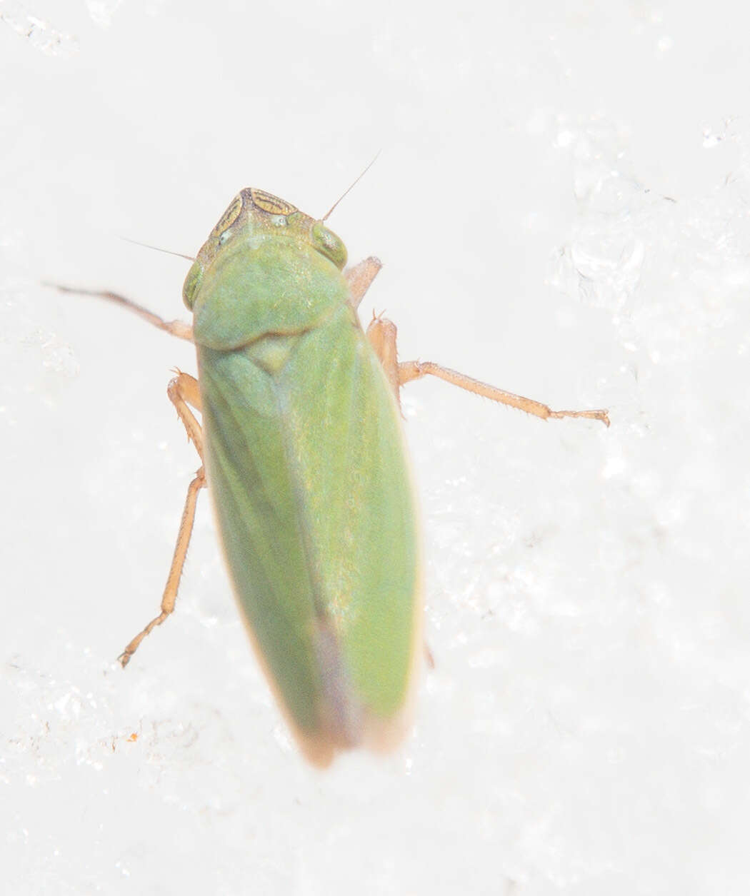 Image of Bog Leafhopper