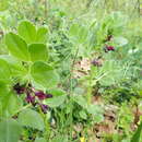 Image of Vicia serratifolia Jacq.