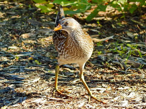 Image of Spotted Crake