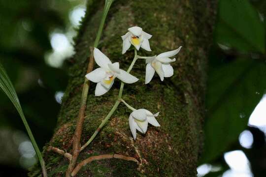 Imagem de Aganisia pulchella Lindl.