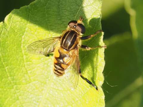 Слика од Mesembrius peregrinus (Loew 1846)