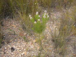 Image of Paranomus dregei (Buek. ex Meissn.) Kuntze