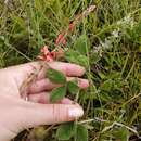 Image of Indigofera trifolioides Baker fil.