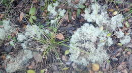 Image of Cladonia confusa R. Sant.